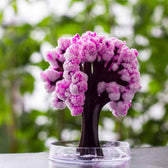 Magic Sakura - Cerisier à croissance magique